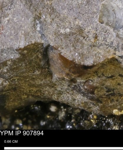 undet. Mollusca