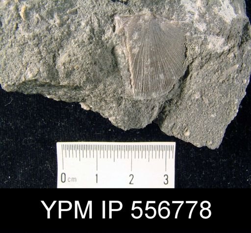 Valcourea sp.
