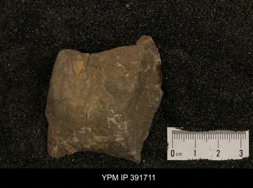 undet. Ammonoidea