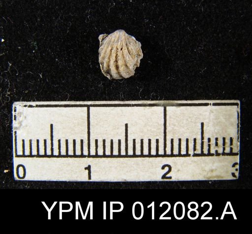 Hustedia meekana