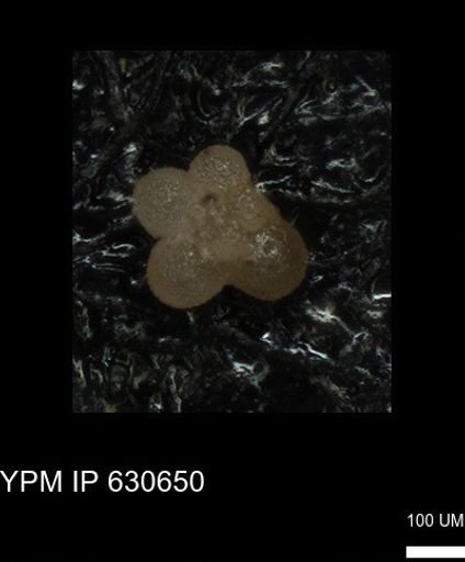 undet. Rugoglobigerinidae