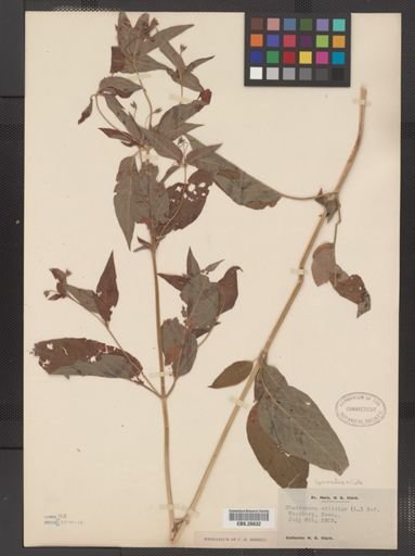 Plantae