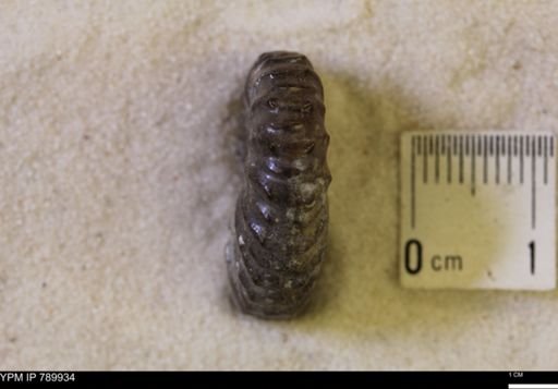 undet. Brachiopoda