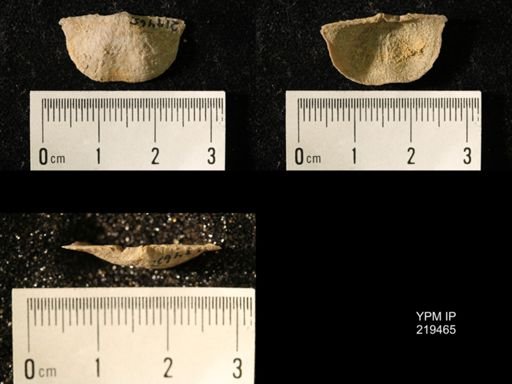 Chonetes granulifer