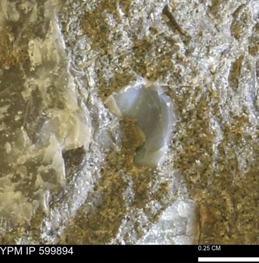 Protocardia subquadrata