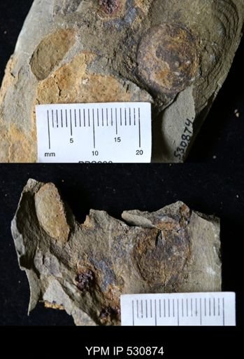 undet. Xiphosurida
