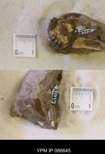 undet. Scaphitidae