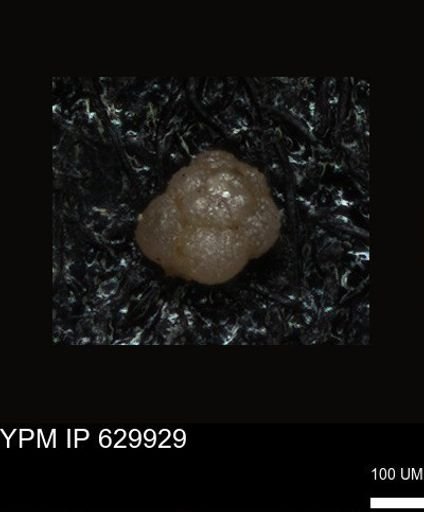 undet. Foraminiferida