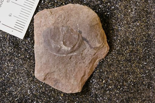 Euproops danae
