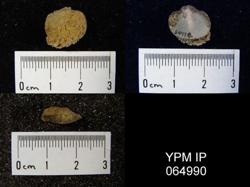 Mendacella cliftonensis