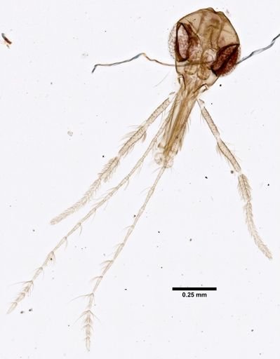 Phlebotomus papatasi X dubosqui