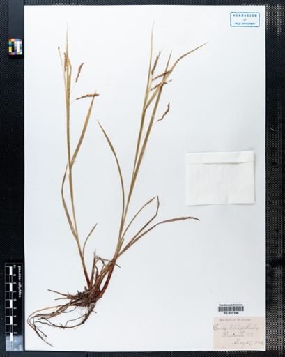 Carex debilis