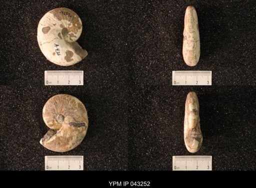 Hoploscaphites nicolletii