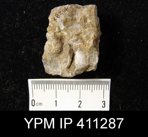Productus pertenuis