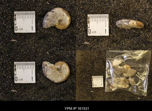Discoscaphites conradi