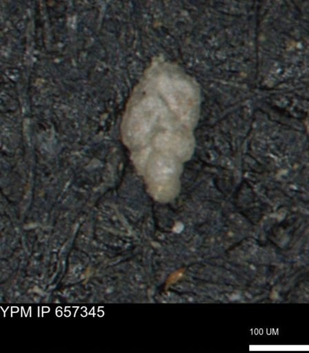 Bimonilina variana