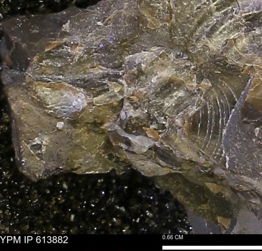 Inoceramus sp.