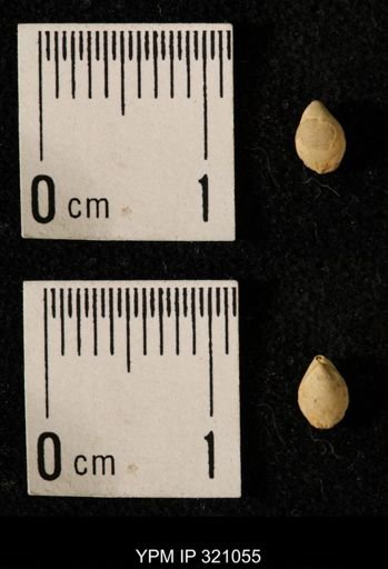Dielasma elongatum
