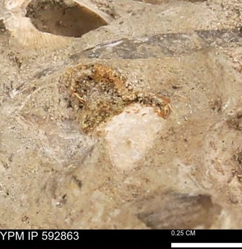 undet. Mollusca