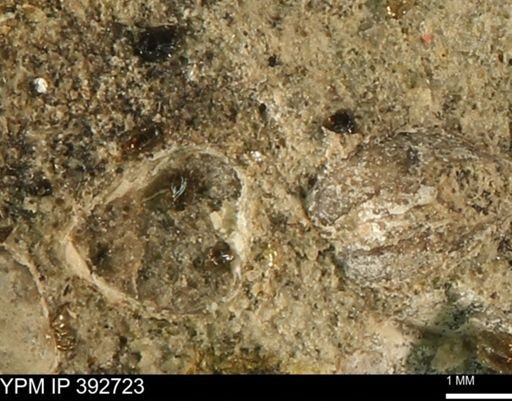 undet. Bivalvia
