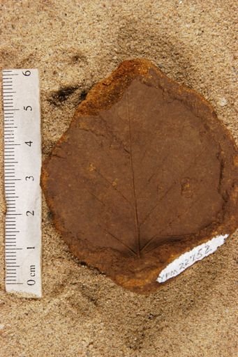 Plantae