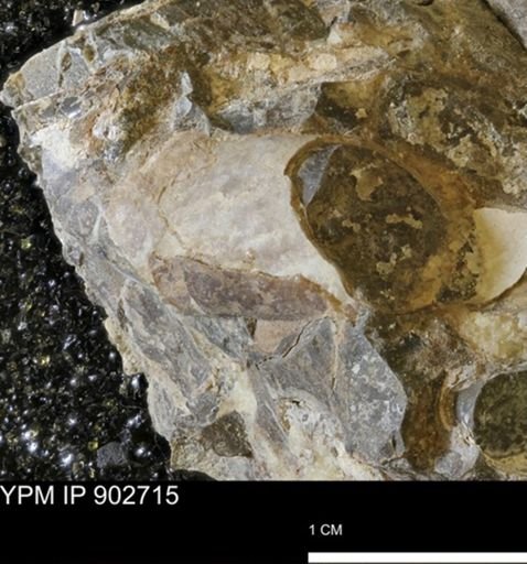 Baculites sp.