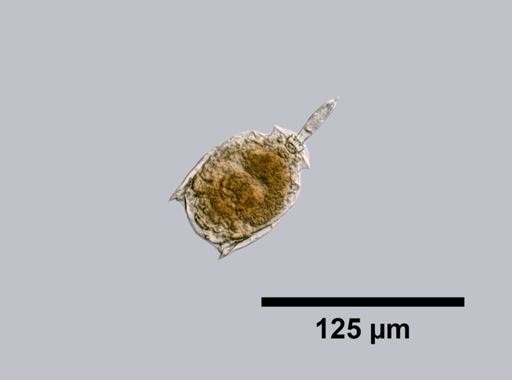 Lecane flabellata