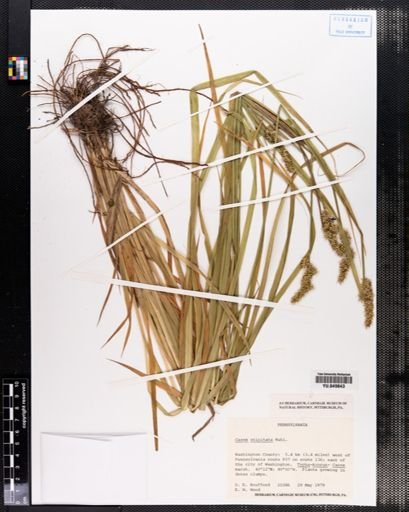 Carex stipata