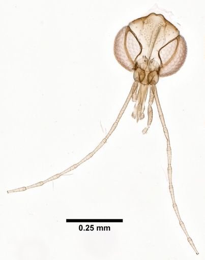 Lutzomyia davisi