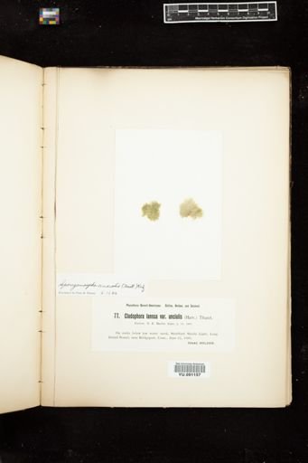 Cladophora lanosa var. uncialis