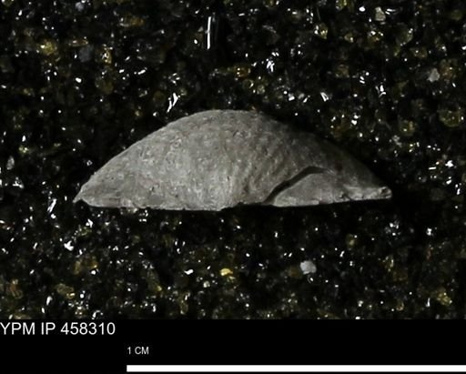 Chonetes mucronatus