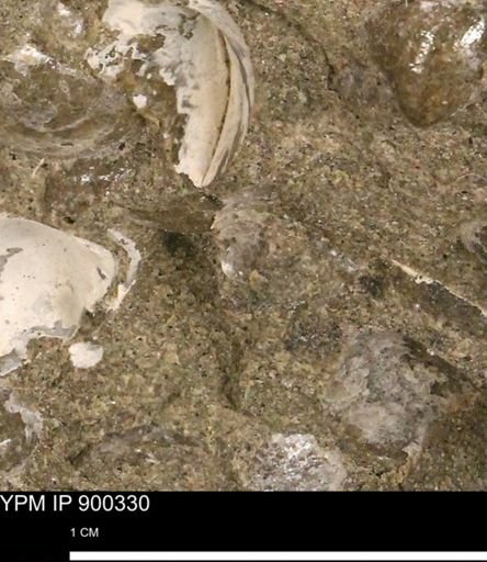 Anomia gryphorhyncha
