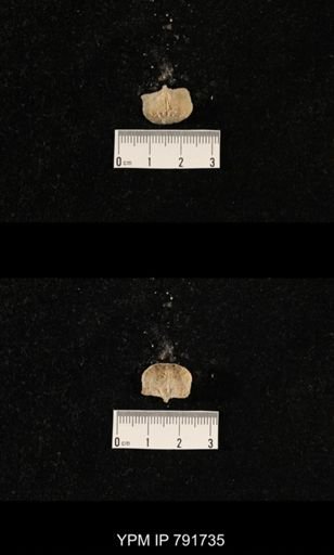 undet. Brachiopoda