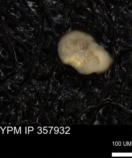 undet. Foraminiferida