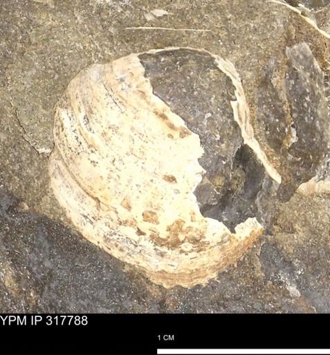 undet. Bivalvia