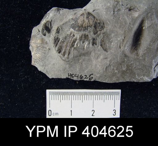 Leiorhynchus multicosta?