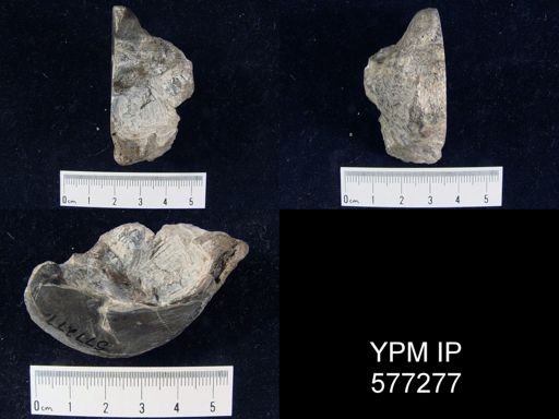 Productus horridus