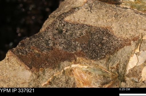 undet. Mollusca