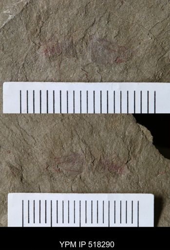 Thelxiope sp.