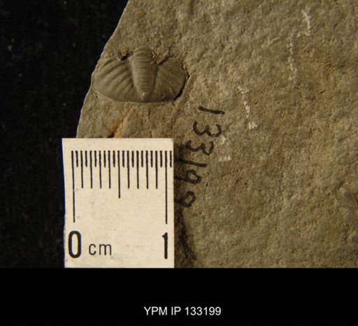 Phacops rana