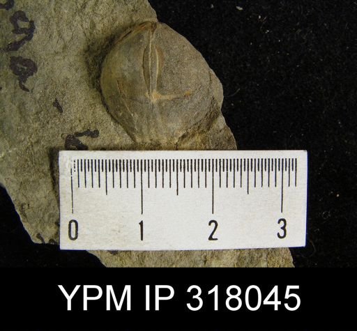 Leiorhynchus sinuatum