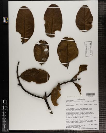 Plantae