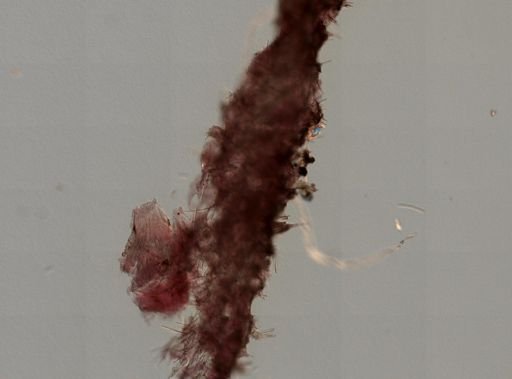 Phakellia