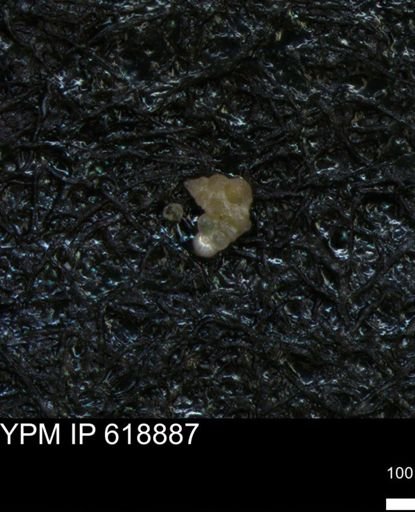 undet. Heterohelicidae