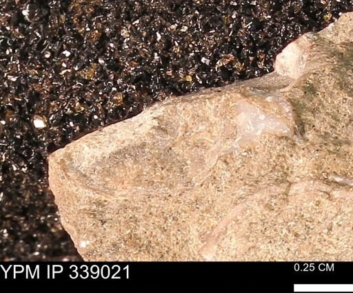 undet. Mollusca