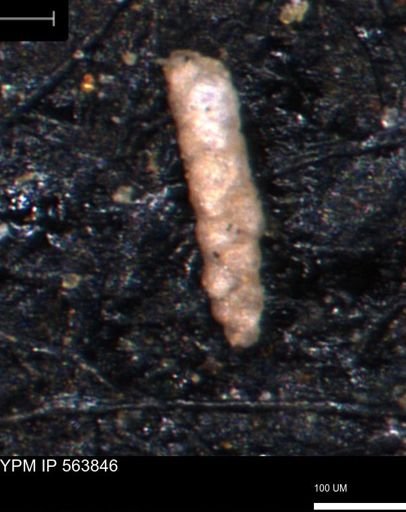 Verneuilinoides kansasensis