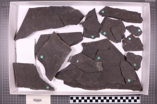 mixed taxa, stratigraphic collection