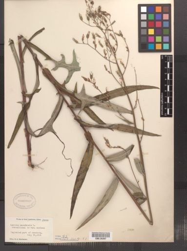 Lactuca canadensis