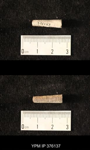 Pseudorthoceras knoxense