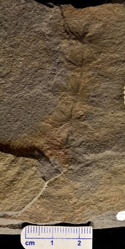 Asterophyllites latifolia
